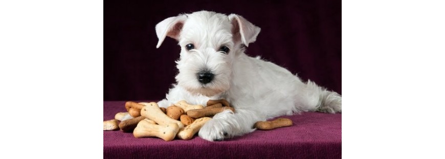 Snacks para perros naturales y sanos